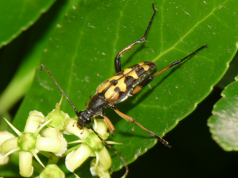 Leptura maculata, anzi Rutpela maculata